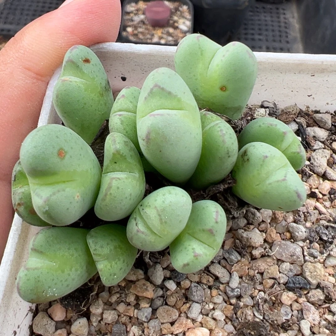 9.27好看的多肉脱土发货787