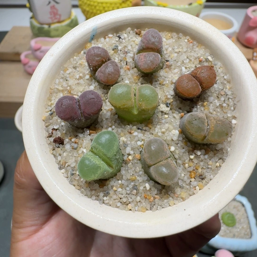 蘑菇292风铃彩拼风铃