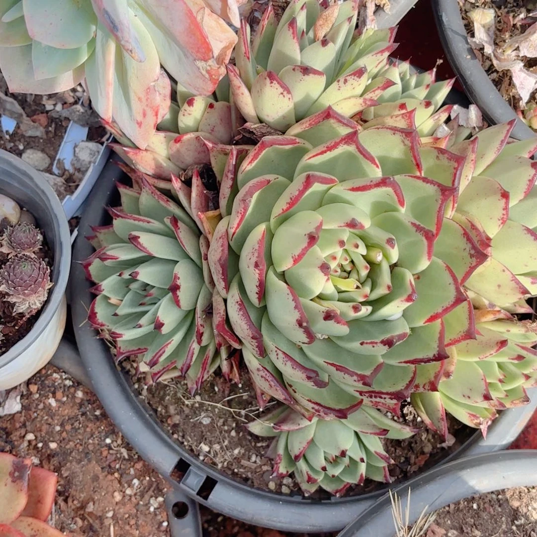 手捧 乌木。   25。