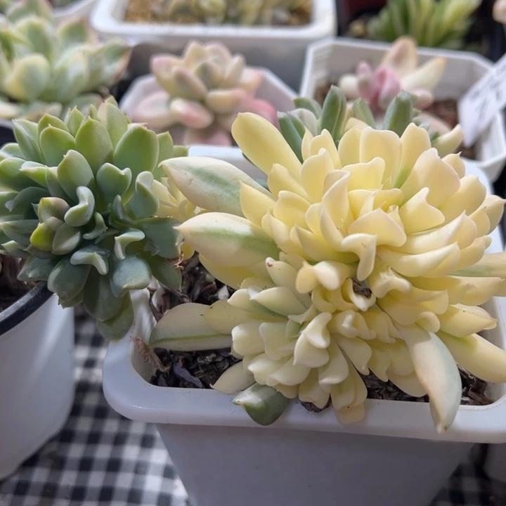 特玉莲锦多肉植物1096