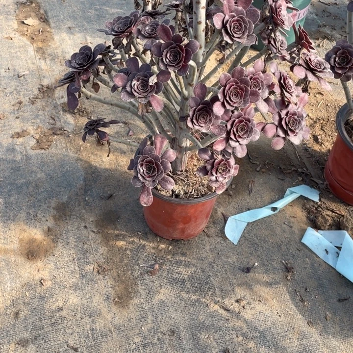 5圆叶黑法师多肉植物