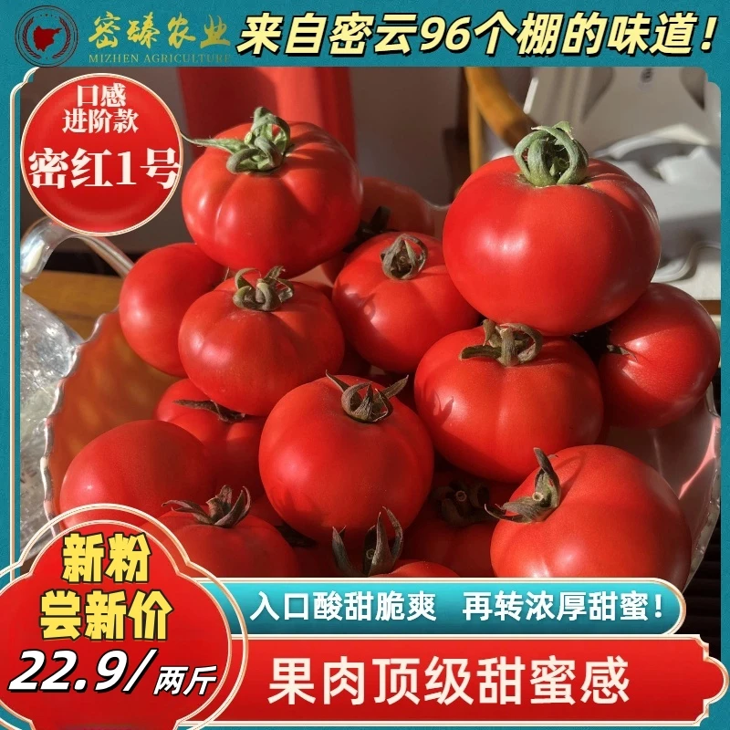 密臻农业密云特色口感番茄密红一号果肉甜蜜酸甜味美颗颗爆汁2斤 进阶款新粉体验装番茄同城送