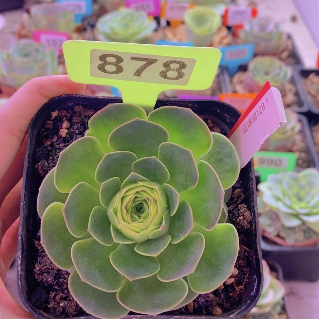 山地玫瑰一物一拍蓝珊瑚878