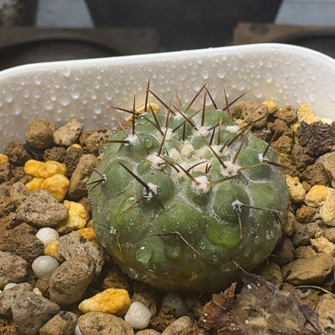 67实生异色刺孤龙丸
