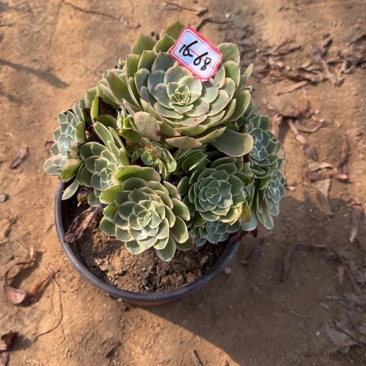16-68粉花妖不包售后