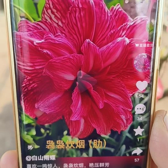 完全开放袅袅炊烟6+