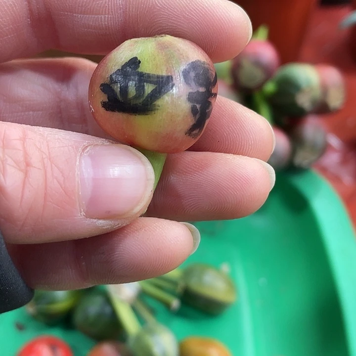 松***柏完全开放君子兰四季开花稀释甲醛