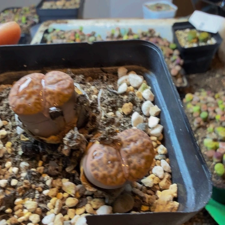 梧*´多肉葡萄多水果29