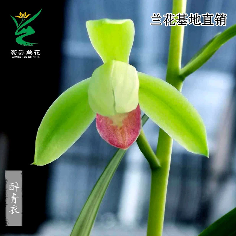 翁源兰花苗四季建兰老种醉青衣开花浓香型好易养室内花卉盆栽