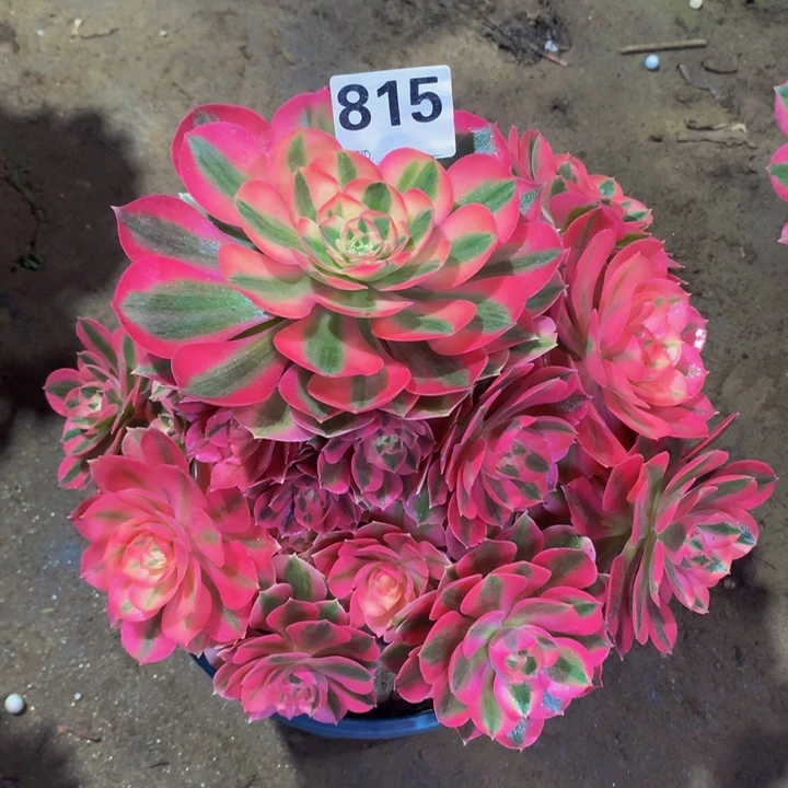 雨***文无花朵粉巫81500000000