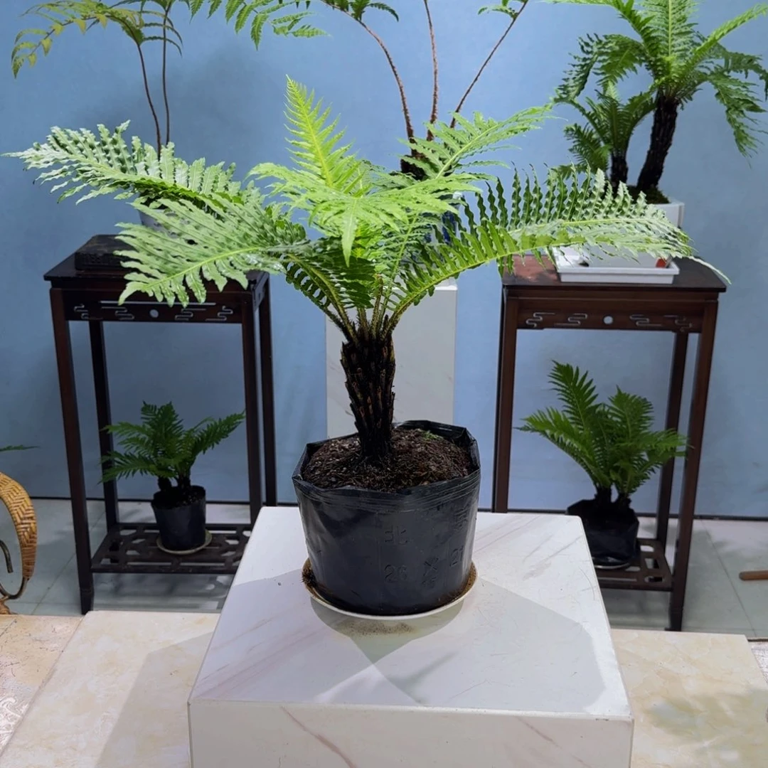 无花朵鸿**飞单头富贵蕨