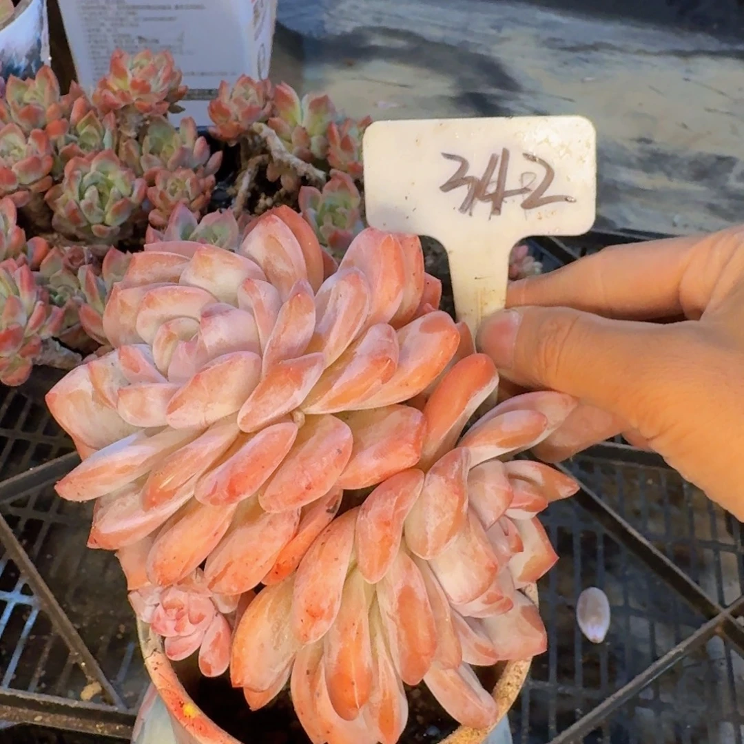 多肉植物的生长发育和