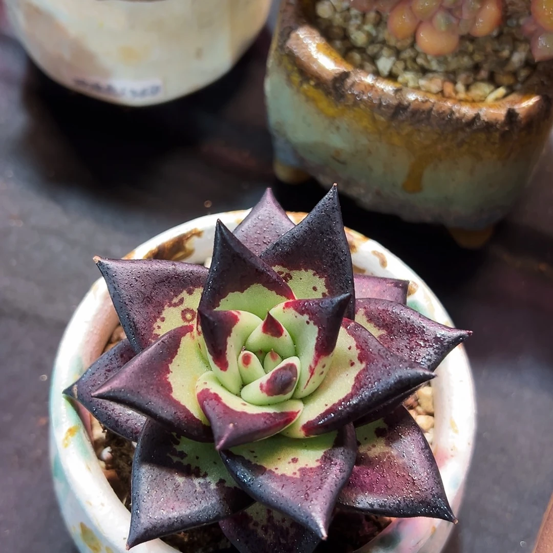 黑皮乌木单头多肉