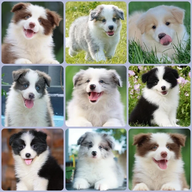 【木土犬舍】双血统纯种边境牧羊犬幼犬三针疫苗齐全驱虫已做完