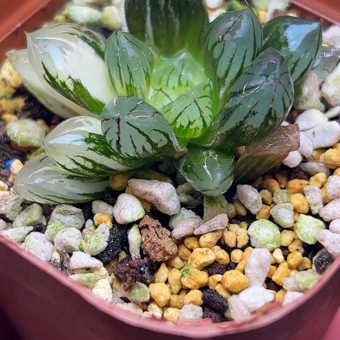 水晶锦十二卷多肉植物