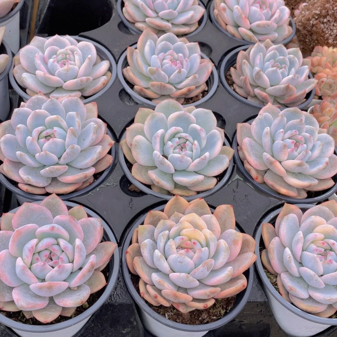 587号 橙梦露锦大单头一个