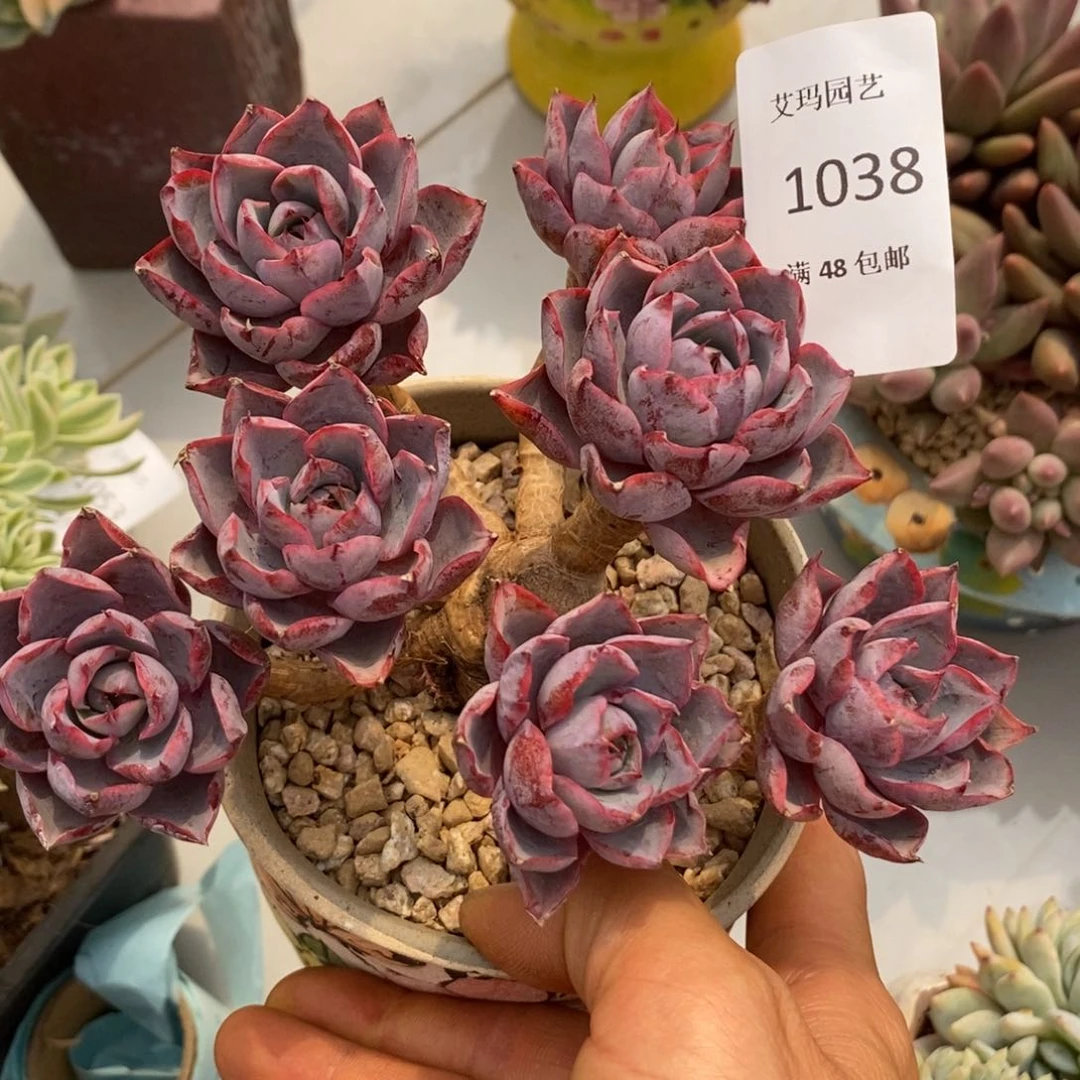 在****发赫拉群生有砍多肉038