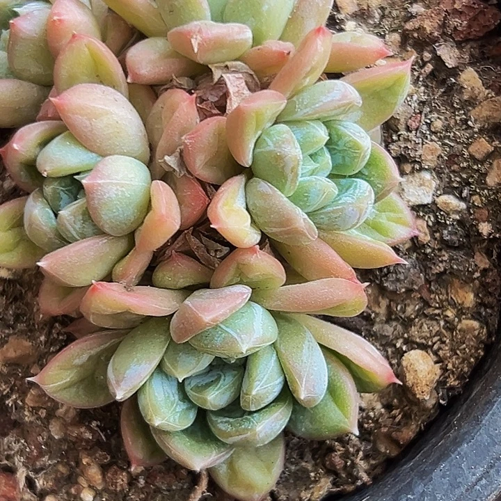 1颗美人系列多肉植物