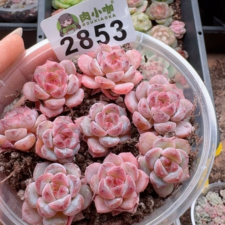 多肉植物多肉植物