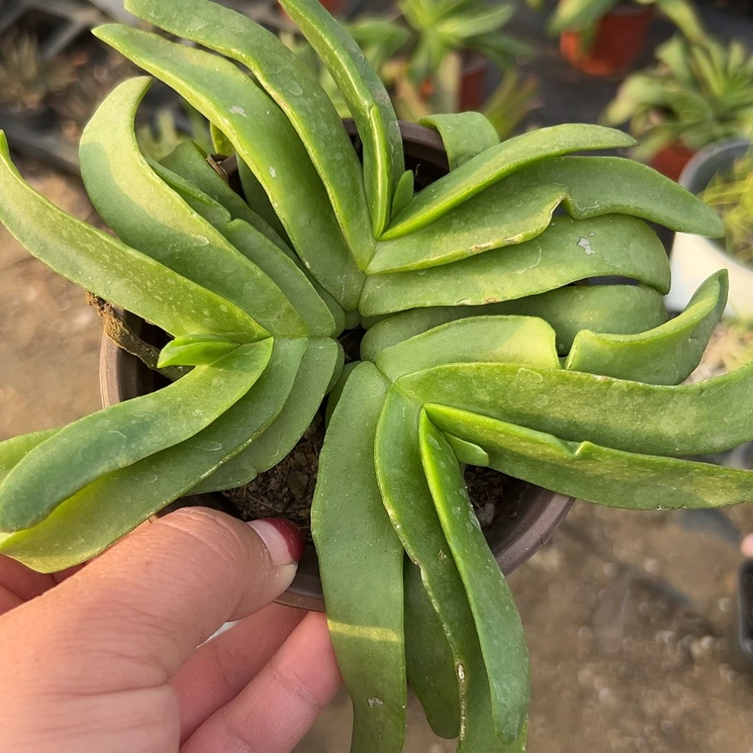 多肉植物佛手托金带盆
