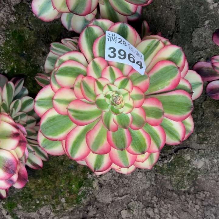 3964南荔枝多肉植物