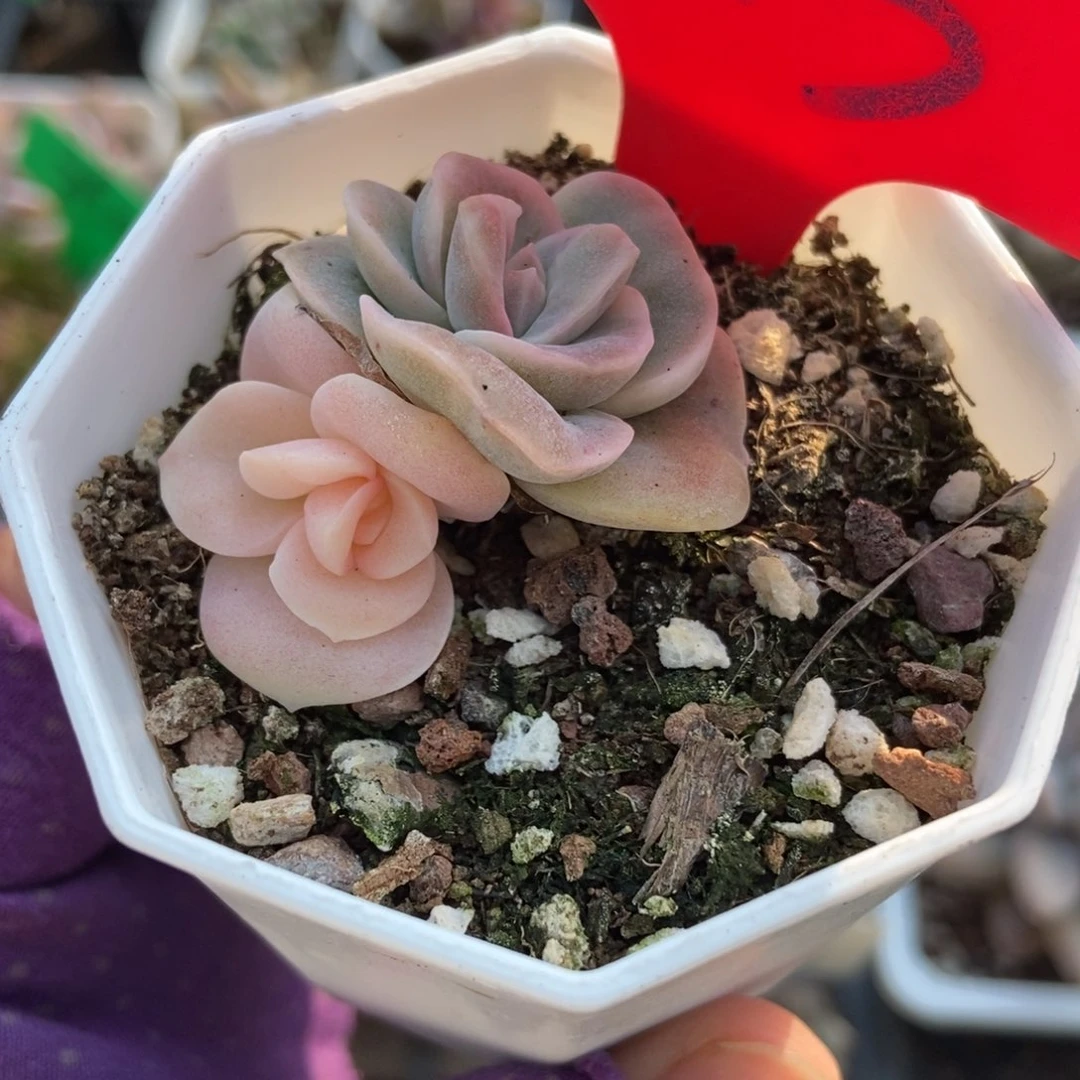 813可爱玫瑰锦多肉