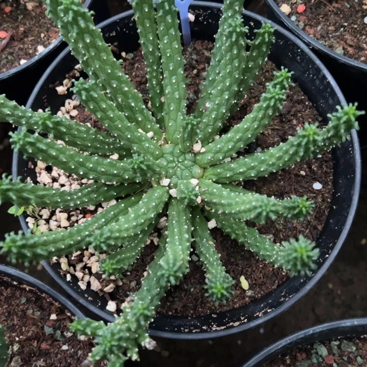 完全开放实生九头龙脱土发014