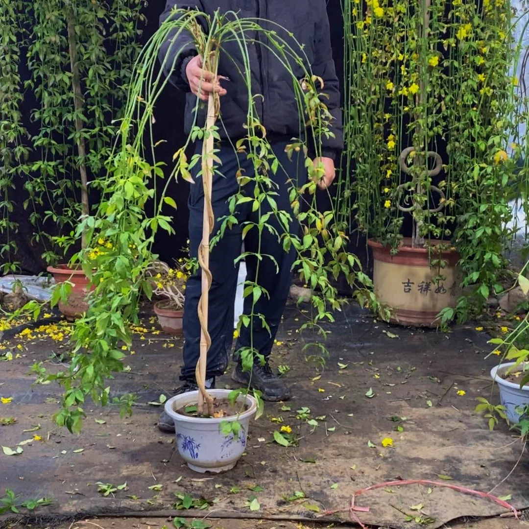探春花，一物一拍