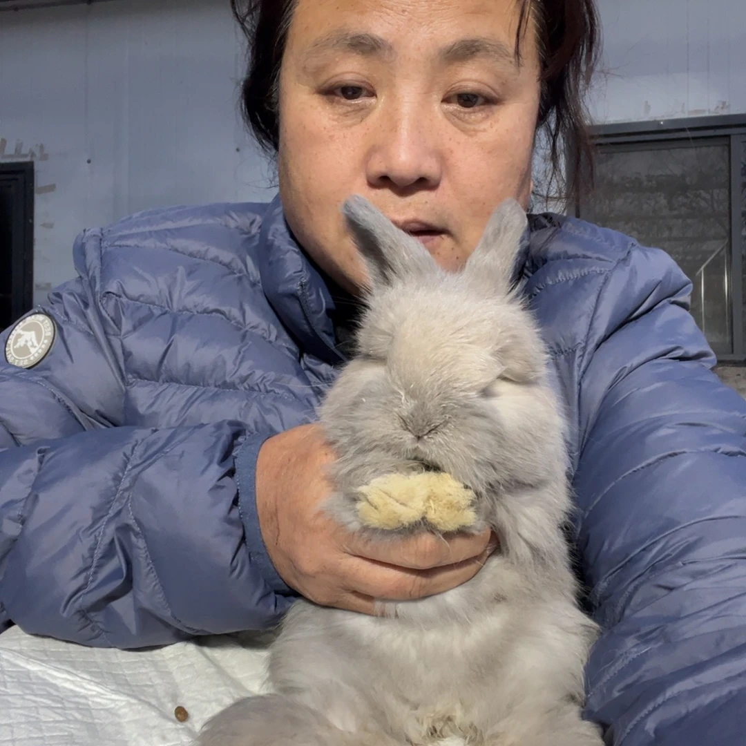 双血统英系安拉兔子