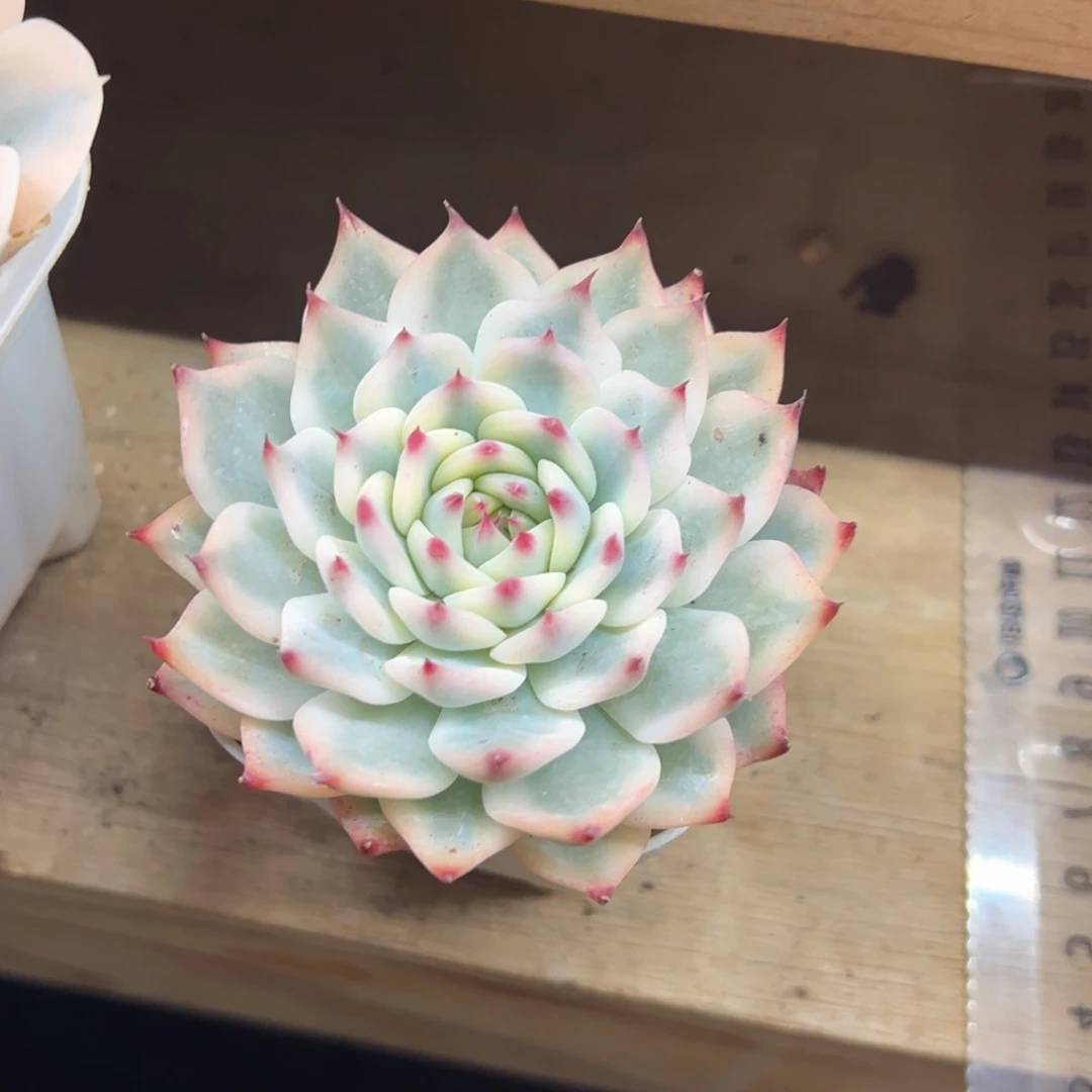吉娃娃锦 夏鸣园艺