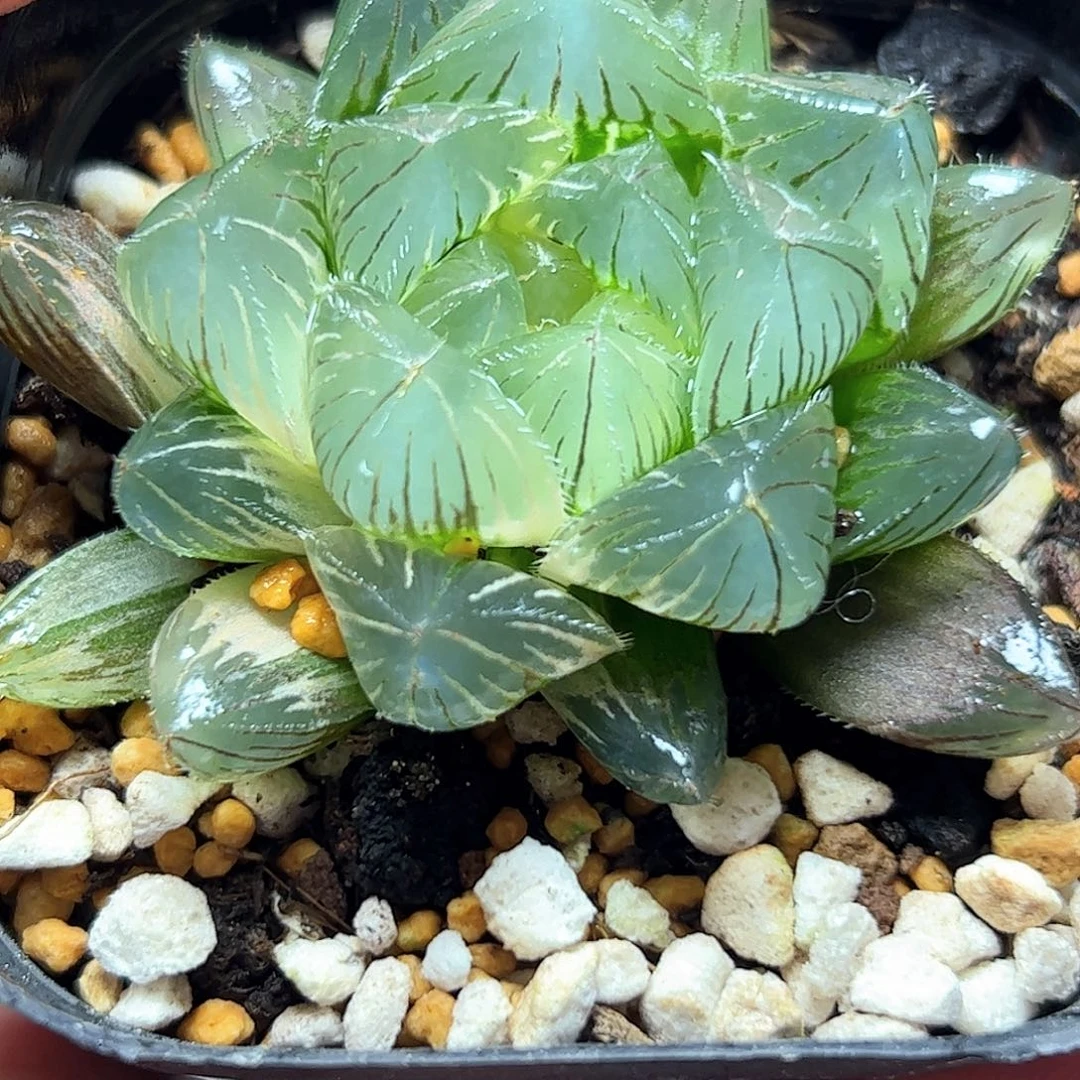 特大赤线锦十二卷多肉植物