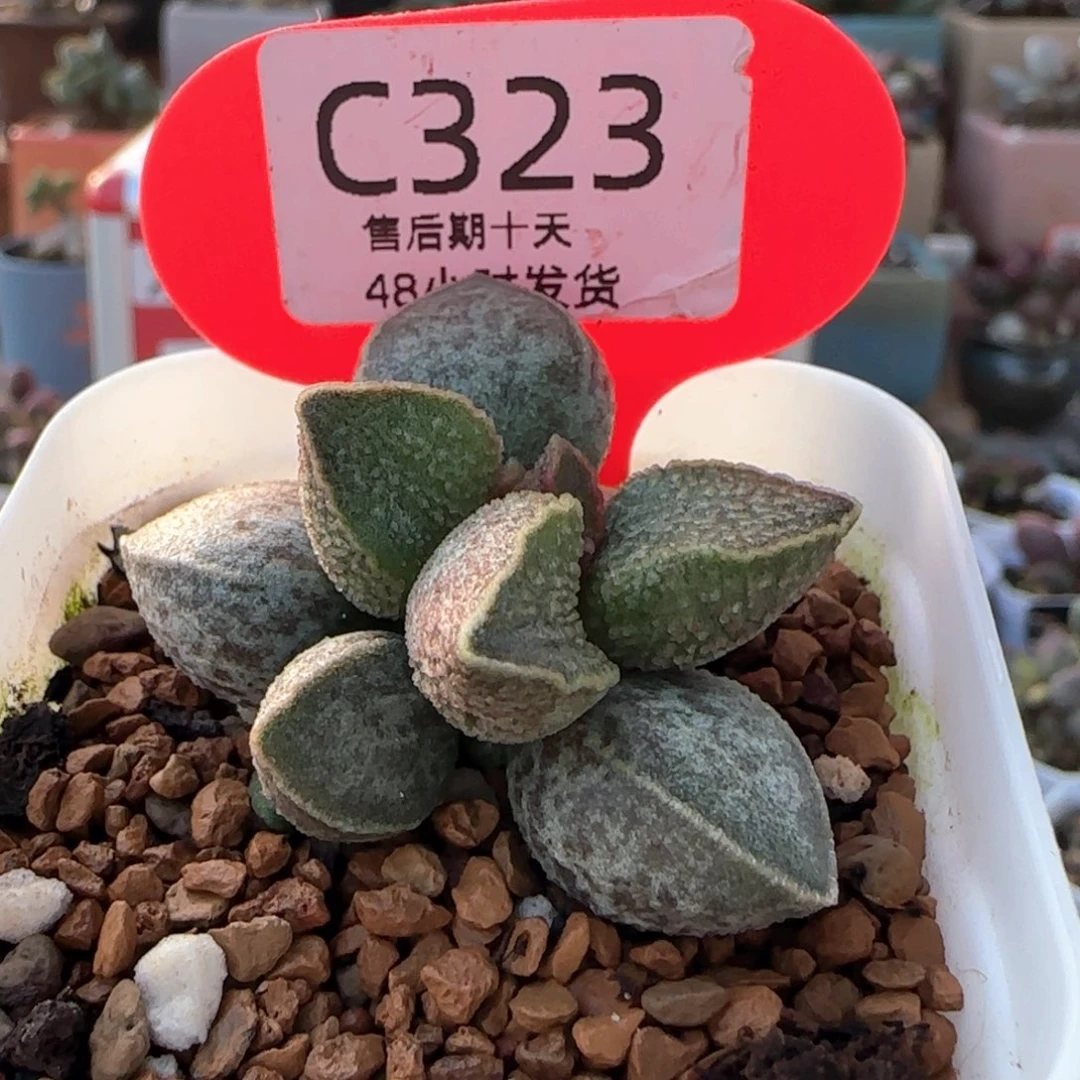 胖虎。    323。