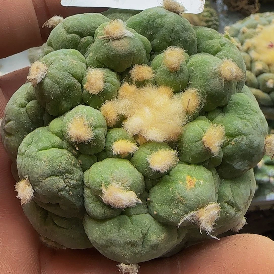 古田呗326刚出根的