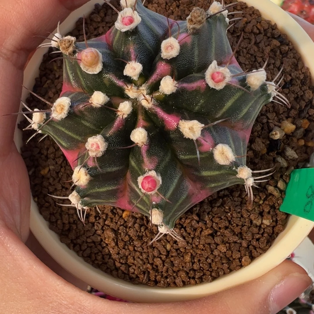 3 好看的米哈冲冲冲