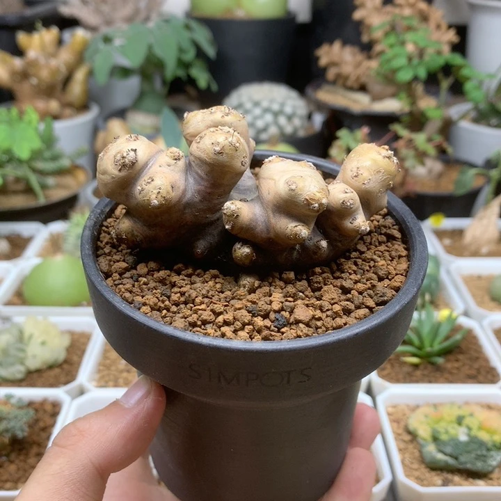 产地格加厚敦菊带盆