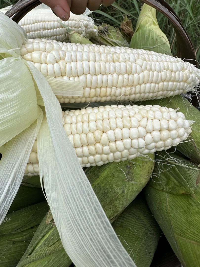 贵州高山农村自自种玉米白糯包谷嫩包谷