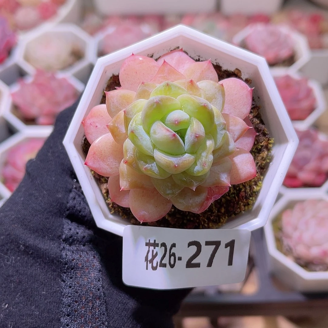 花利美26-271冰钻
