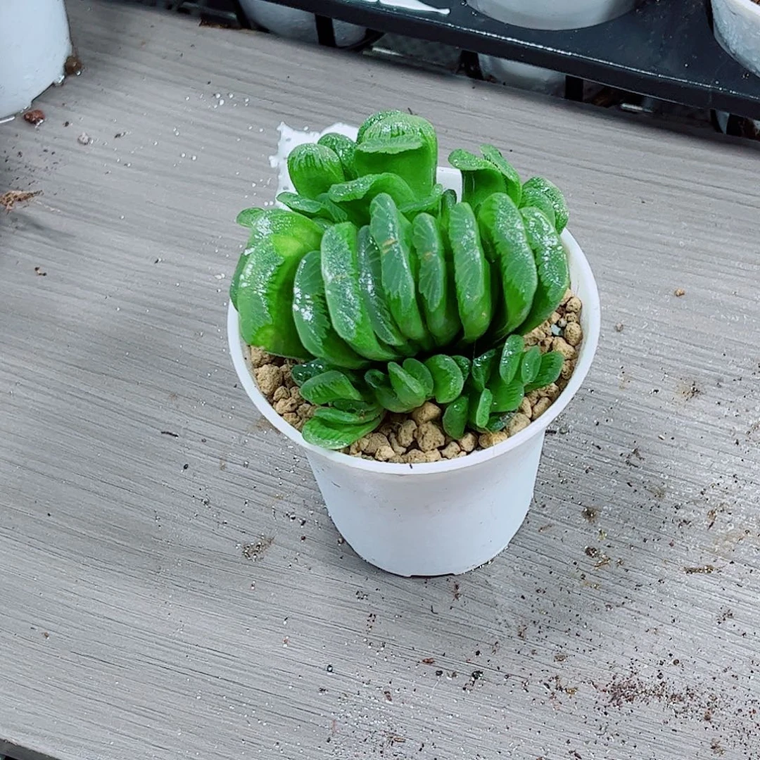 翡翠扇子一勿一拍