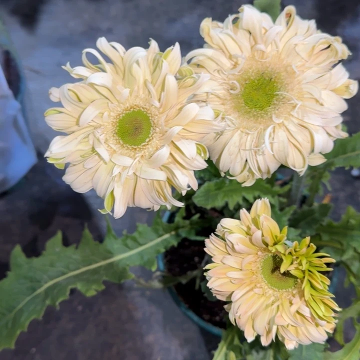 原盆原土一加仑非洲菊香格里拉