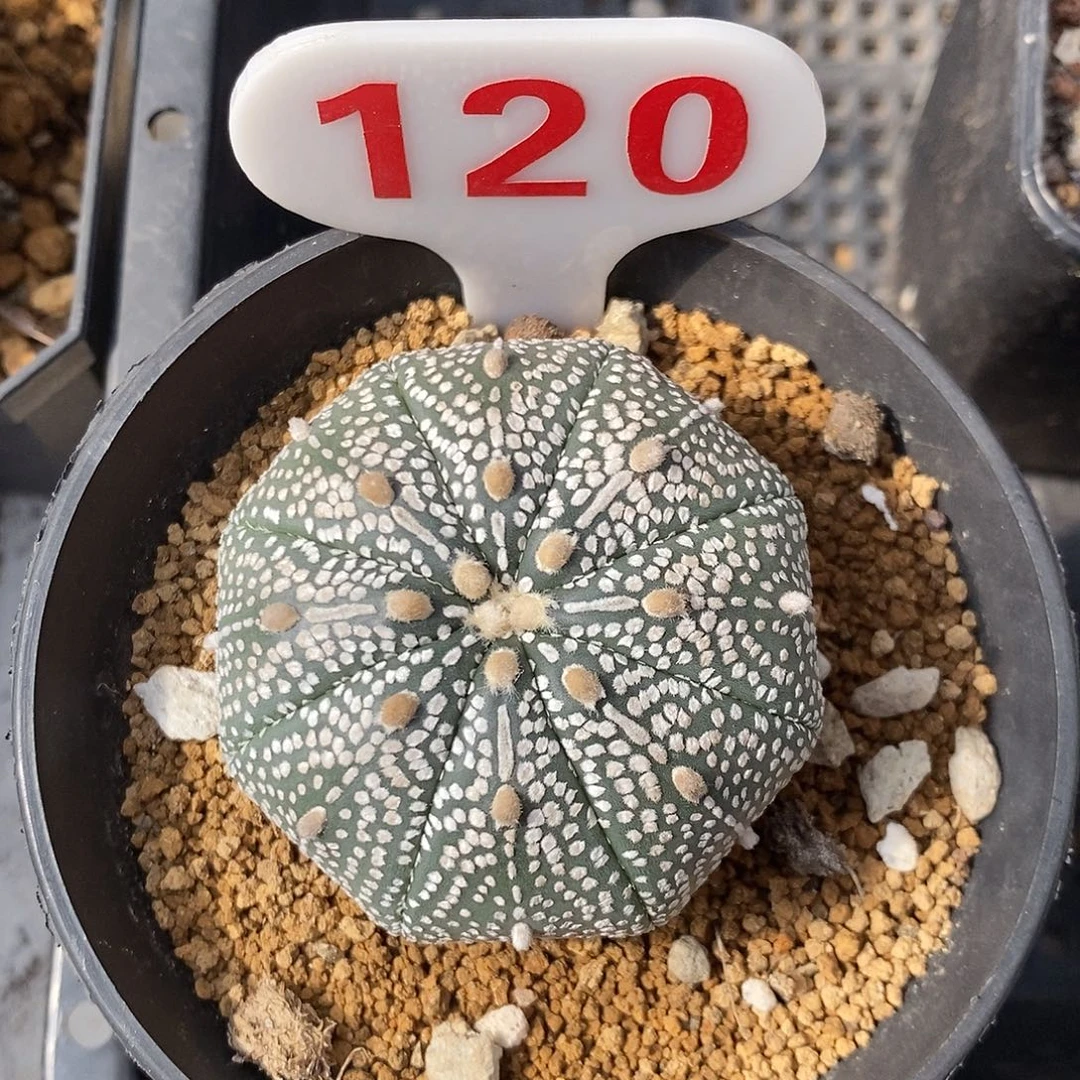 120奇迹兜系列福利来啦