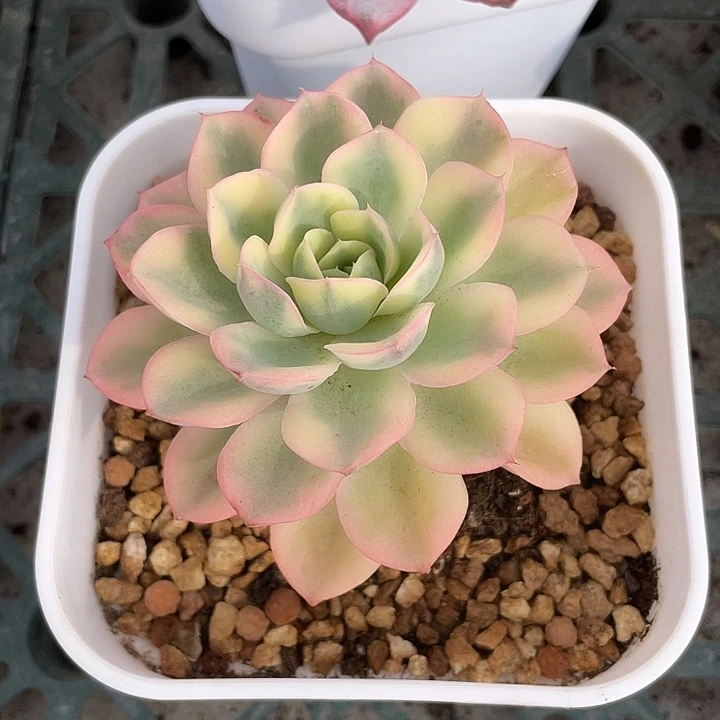 雨滴锦一物一拍锦龙