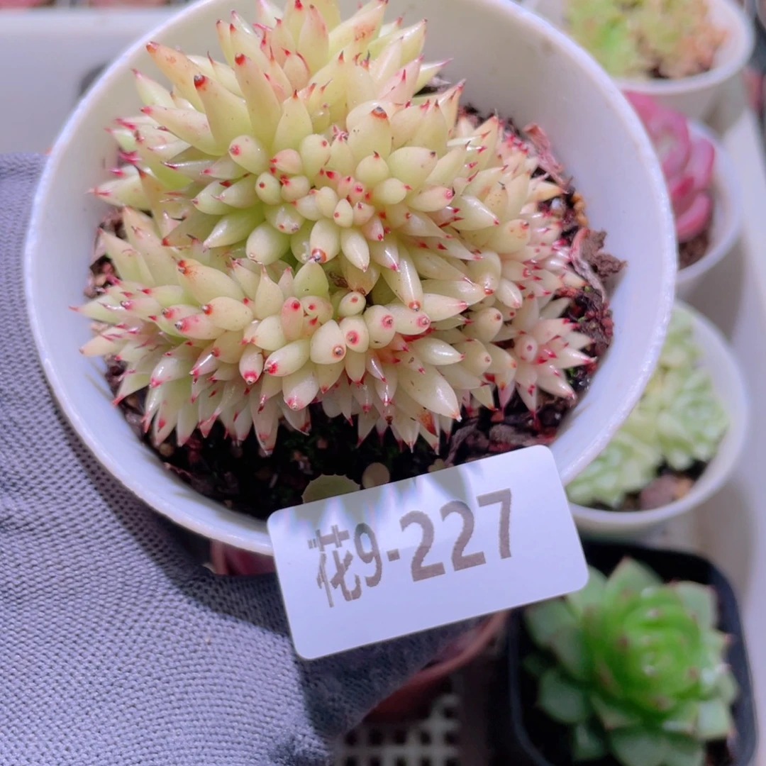 花利美 9-227虎鲸