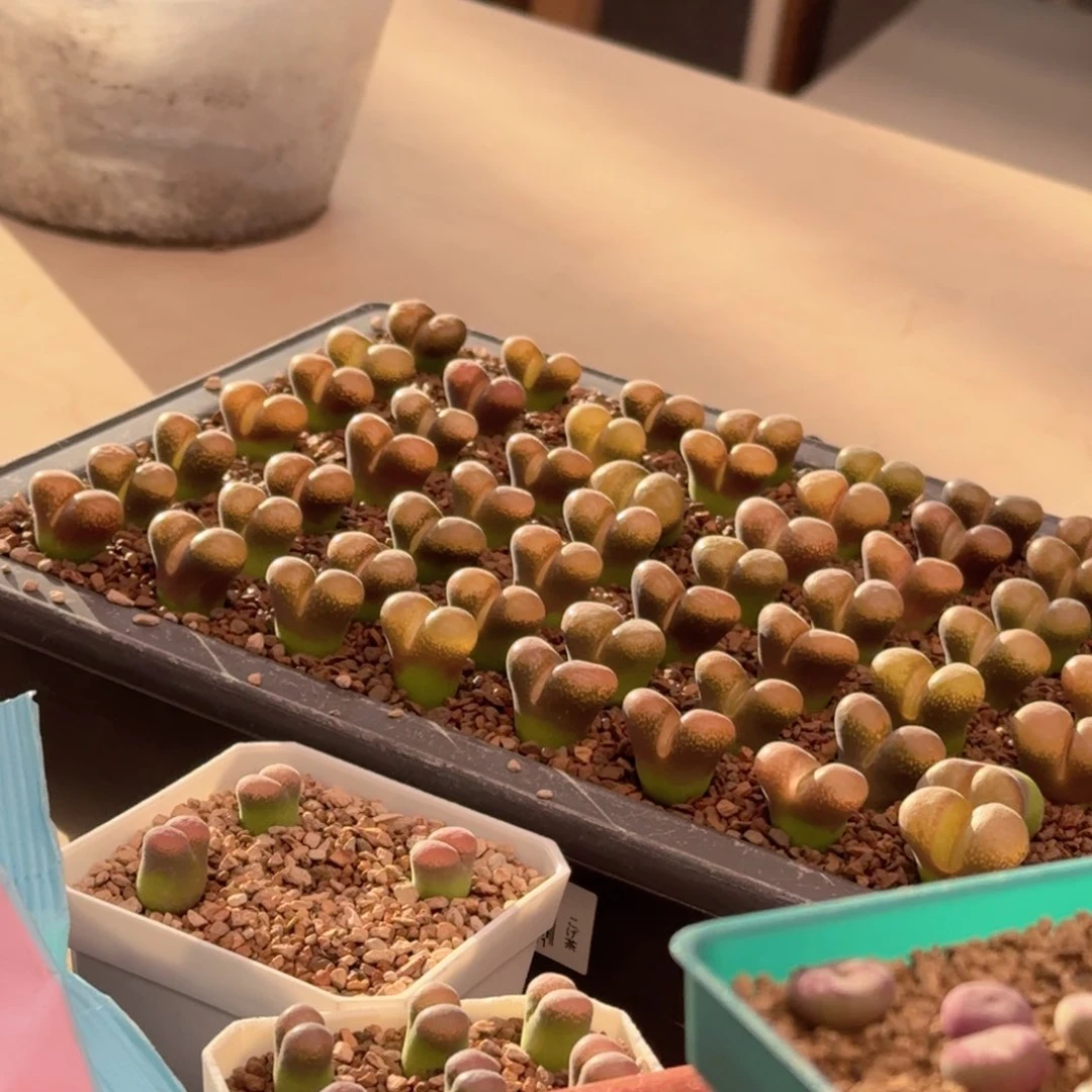 A**棋141ppppppppppp