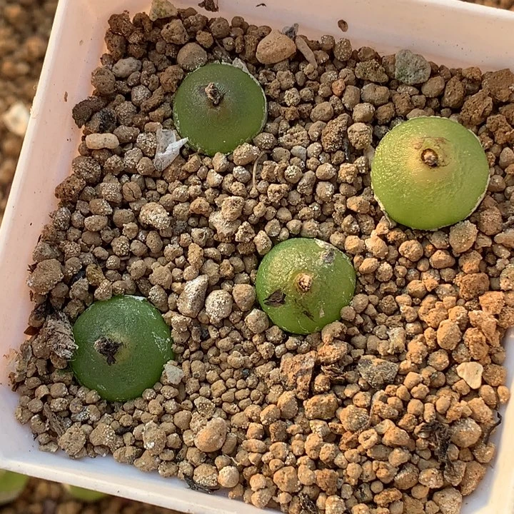 精品多肉植物哈默灯泡