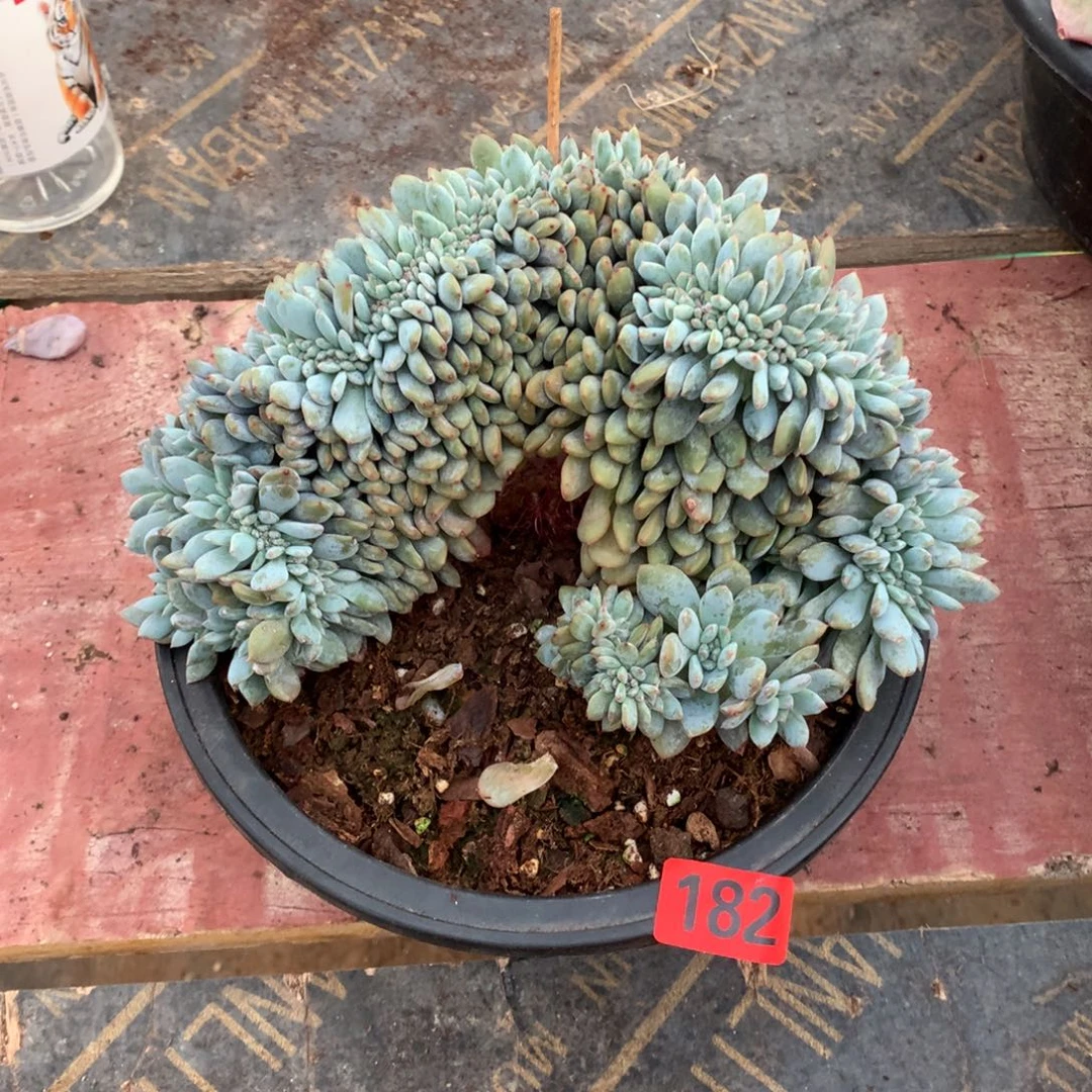 182橙子缀化多肉植物