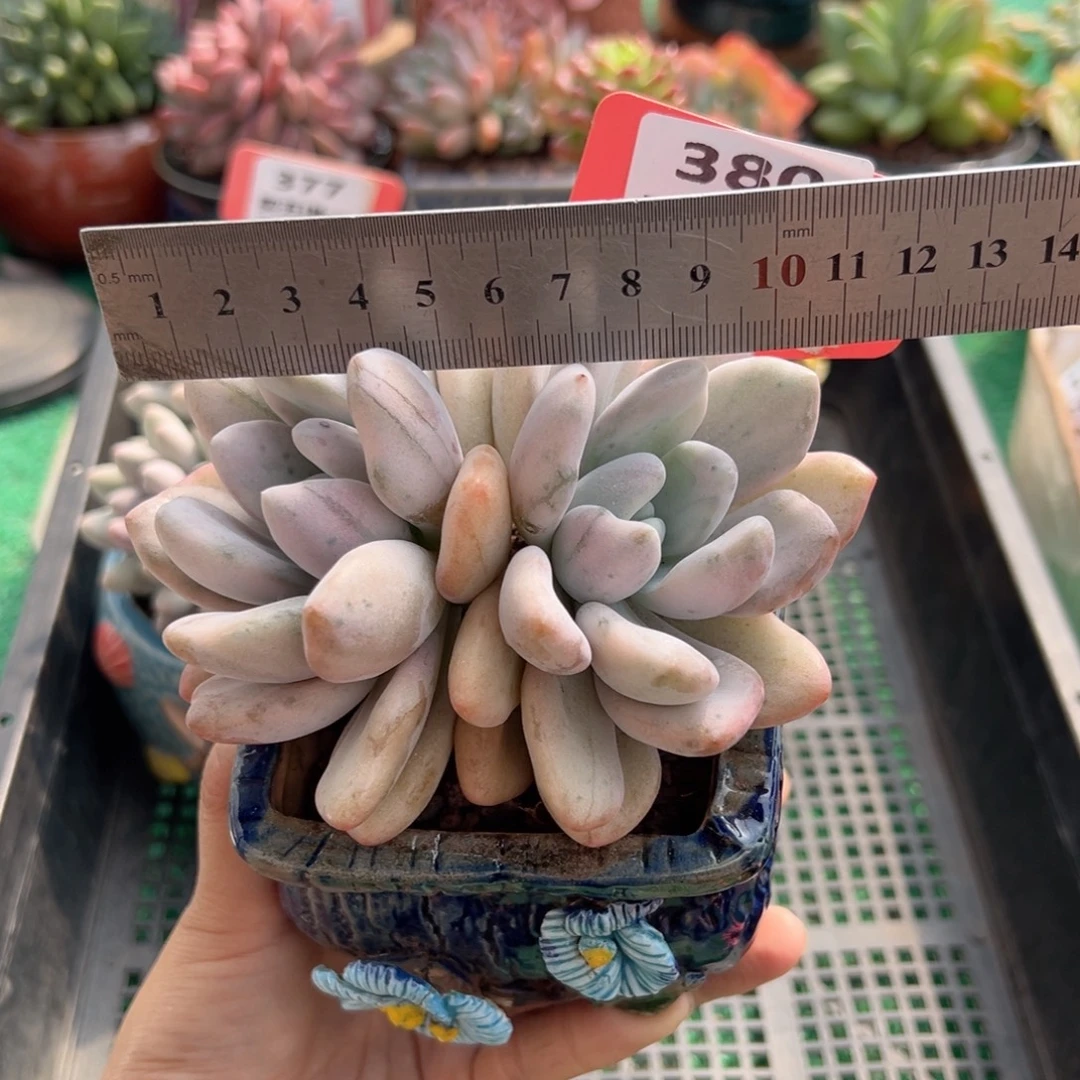 表妹精品多肉植物380.