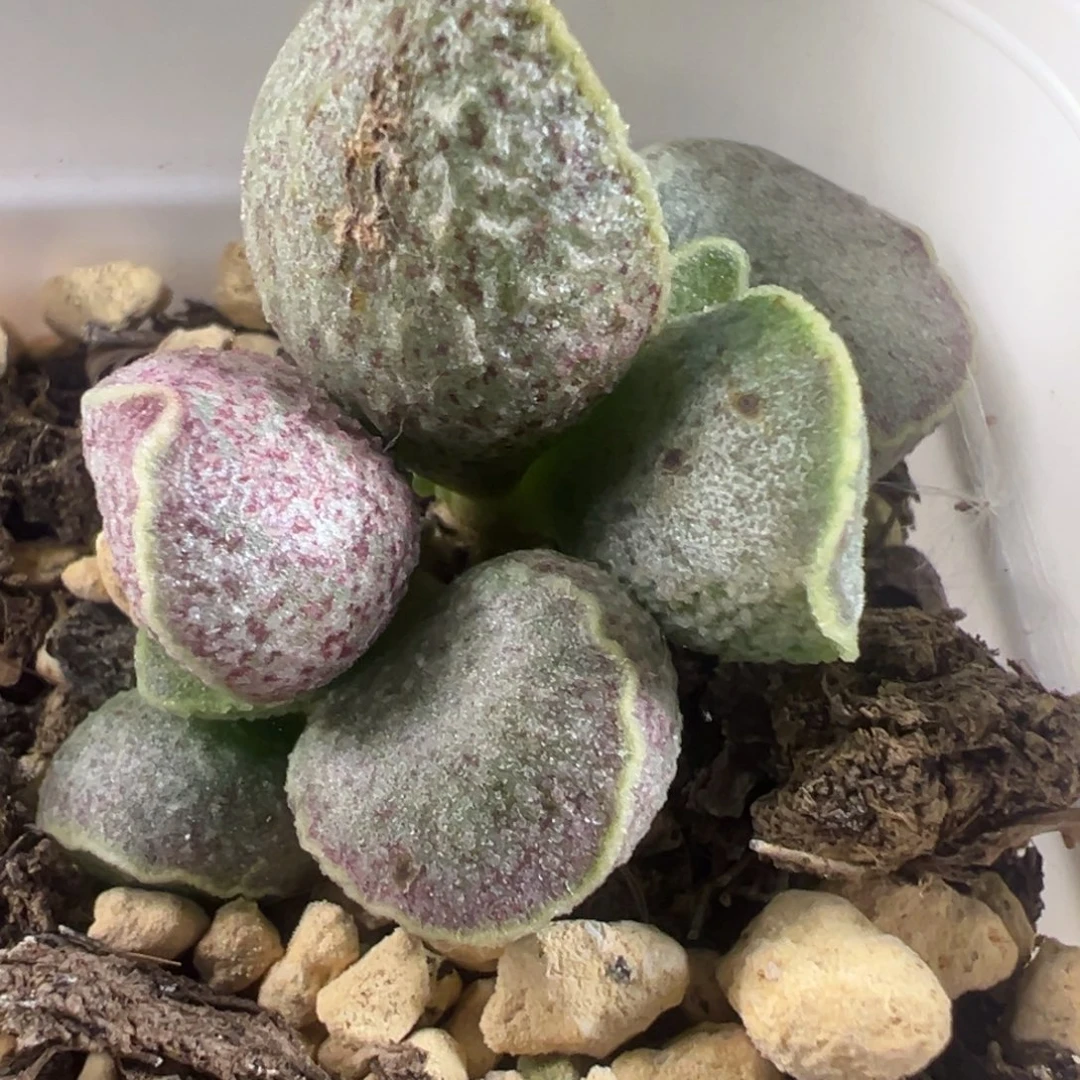 绿霜猪肝多肉植物水泡
