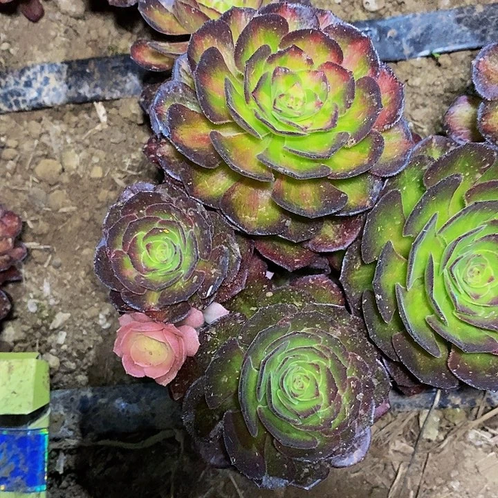 王***玮多肉植物保护研究所