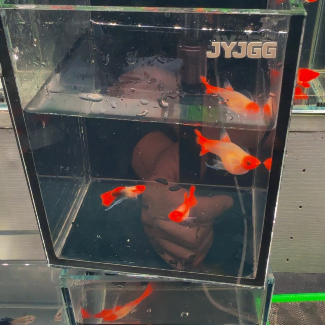 幸***运孔雀鱼鸿运当头玻璃猫大种鱼
