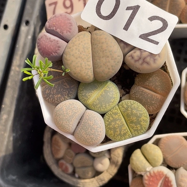 s****r生石花一盒012